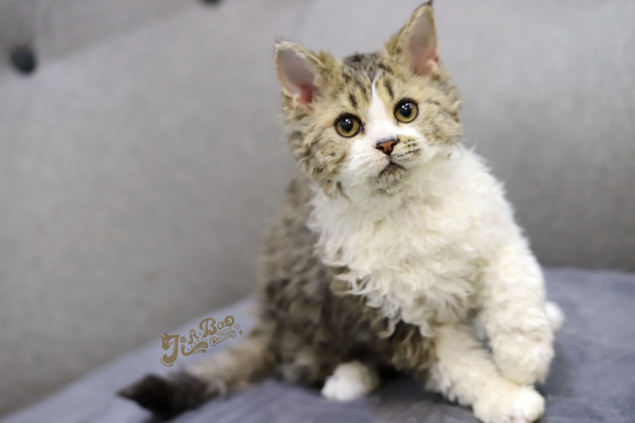 家寶寵物／虎斑賓士賽爾凱克羊毛貓