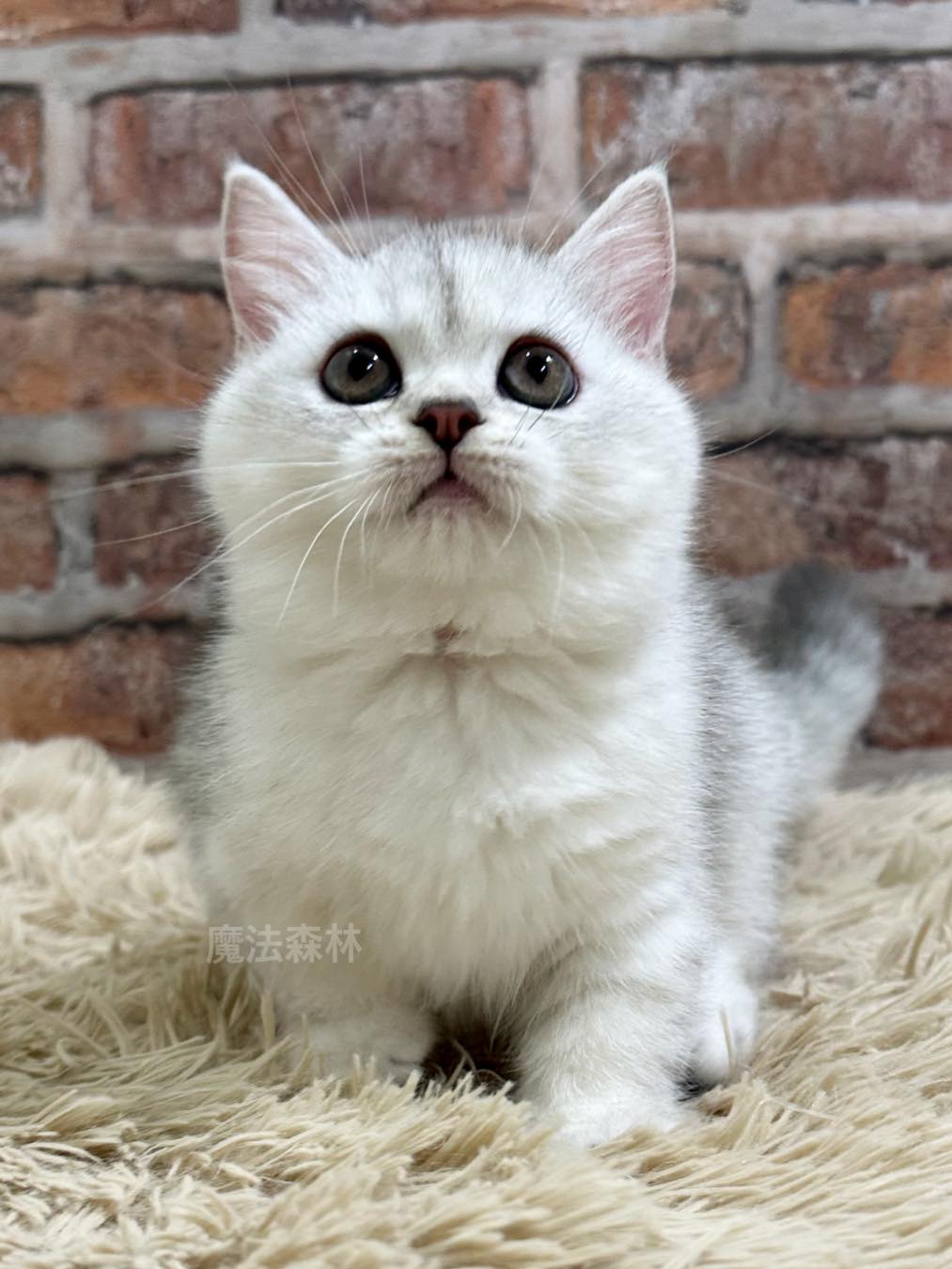 魔法森林／銀漸層曼赤肯