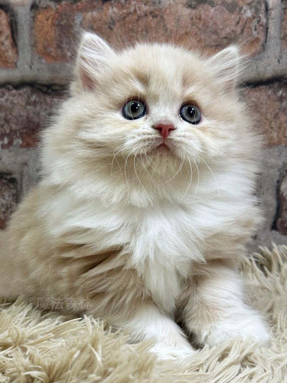 魔法森林／奶油白領非標準小步舞曲