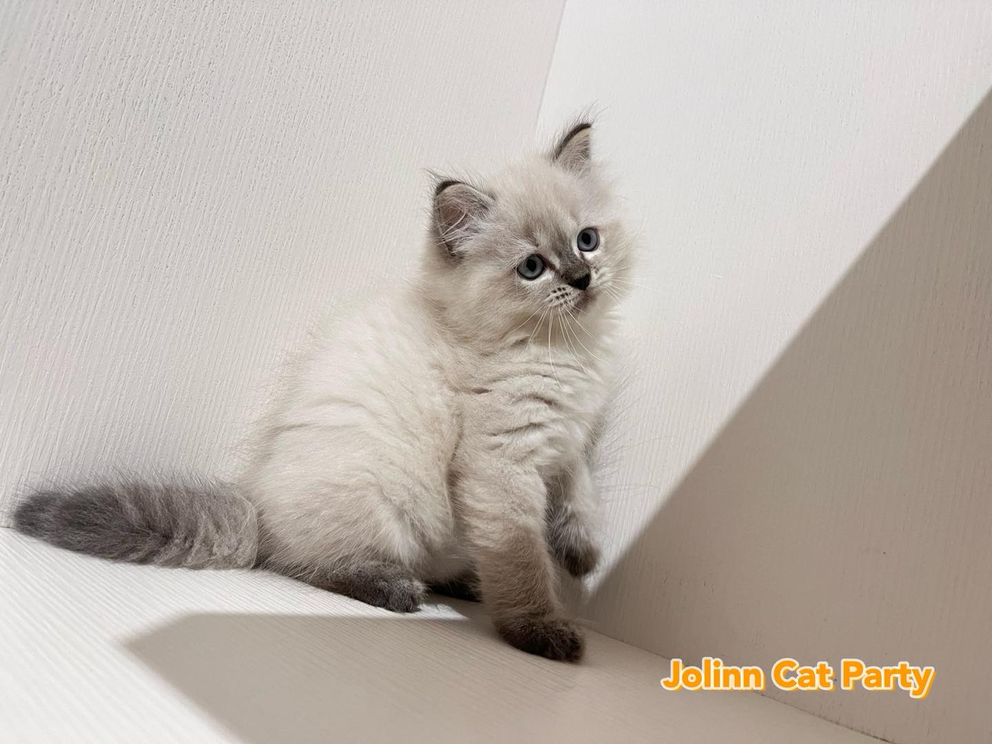 貓咪派對／藍重點色山貓紋布偶貓