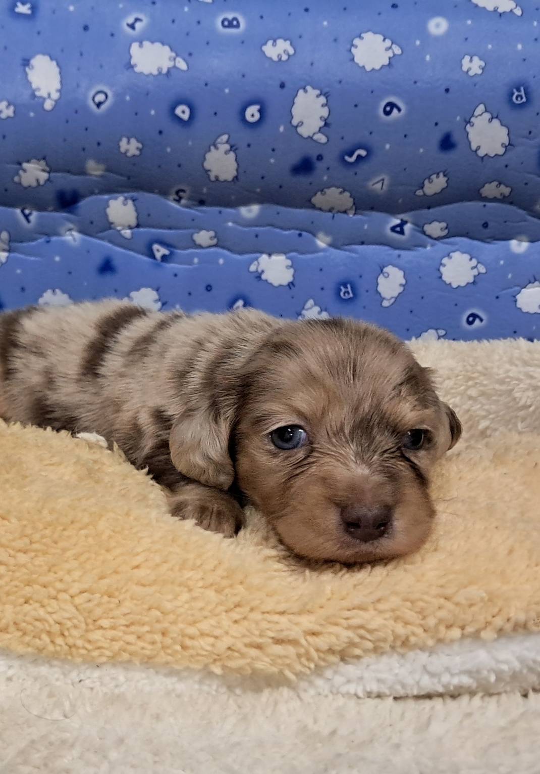 愛玩家犬貓寵物坊／大理石長毛臘腸