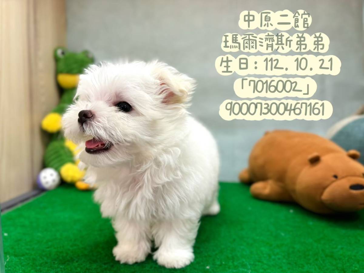 中圓寵物家族／馬爾濟斯