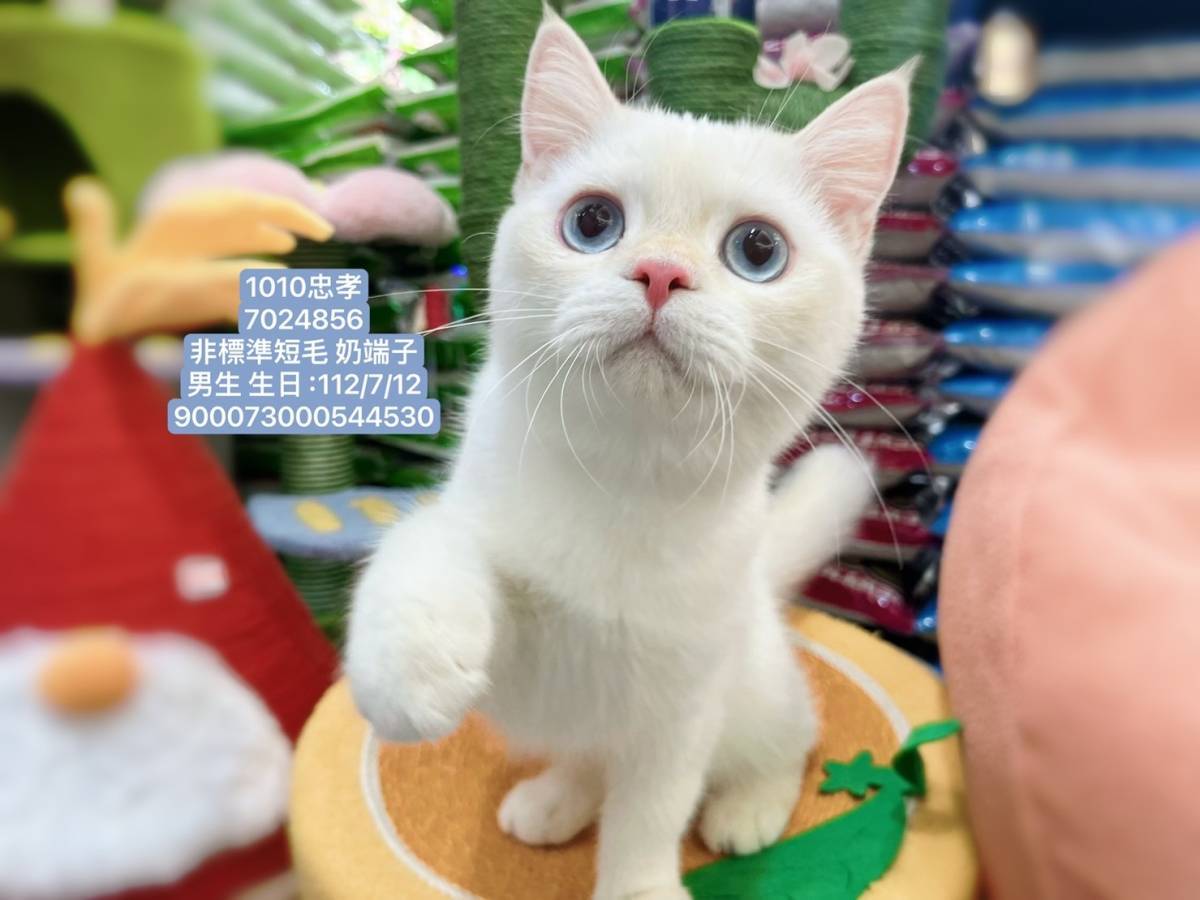 中圓寵物家族／奶端子非標準短毛貓