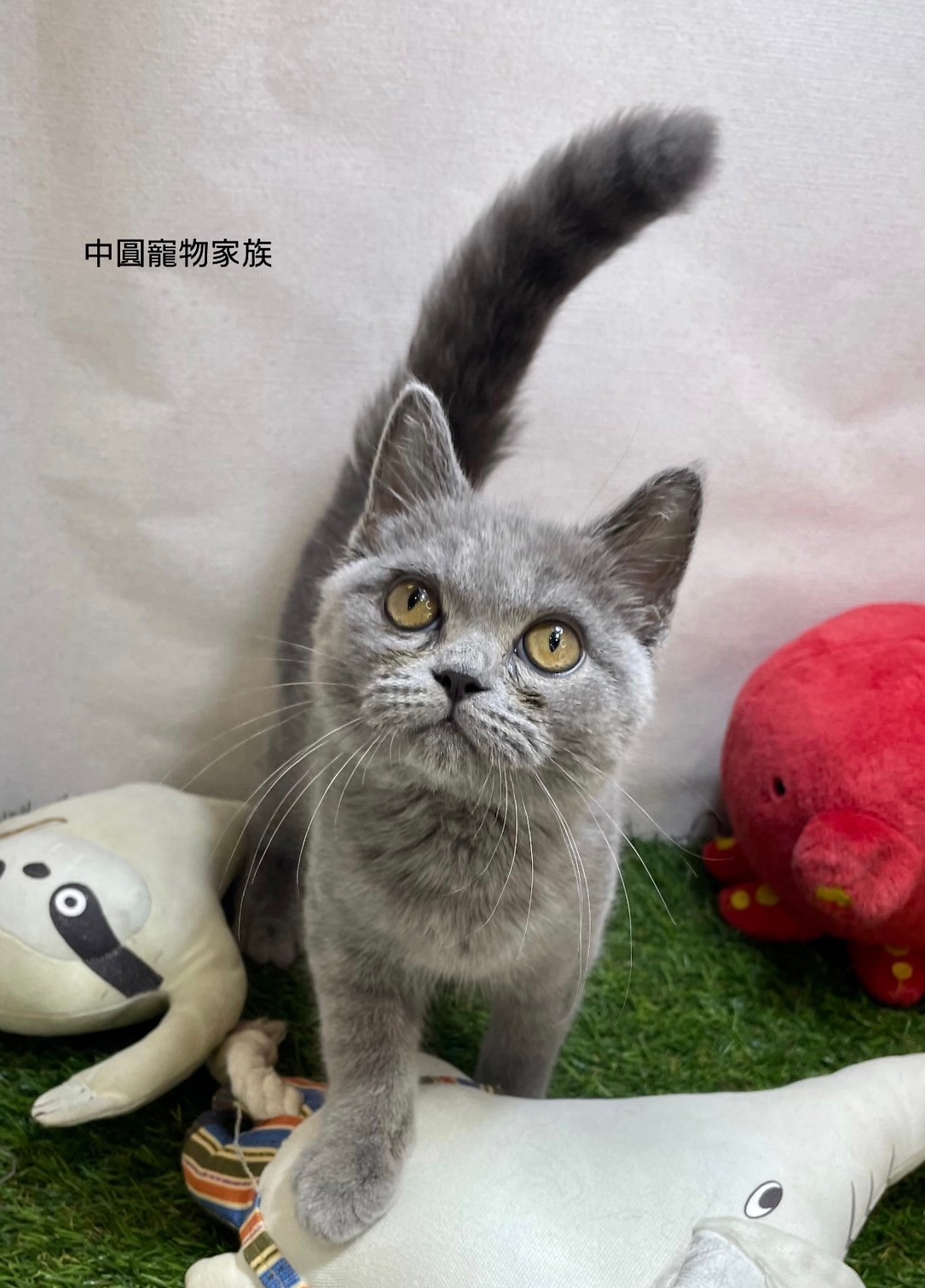 中圓寵物家族／藍色英國短毛貓