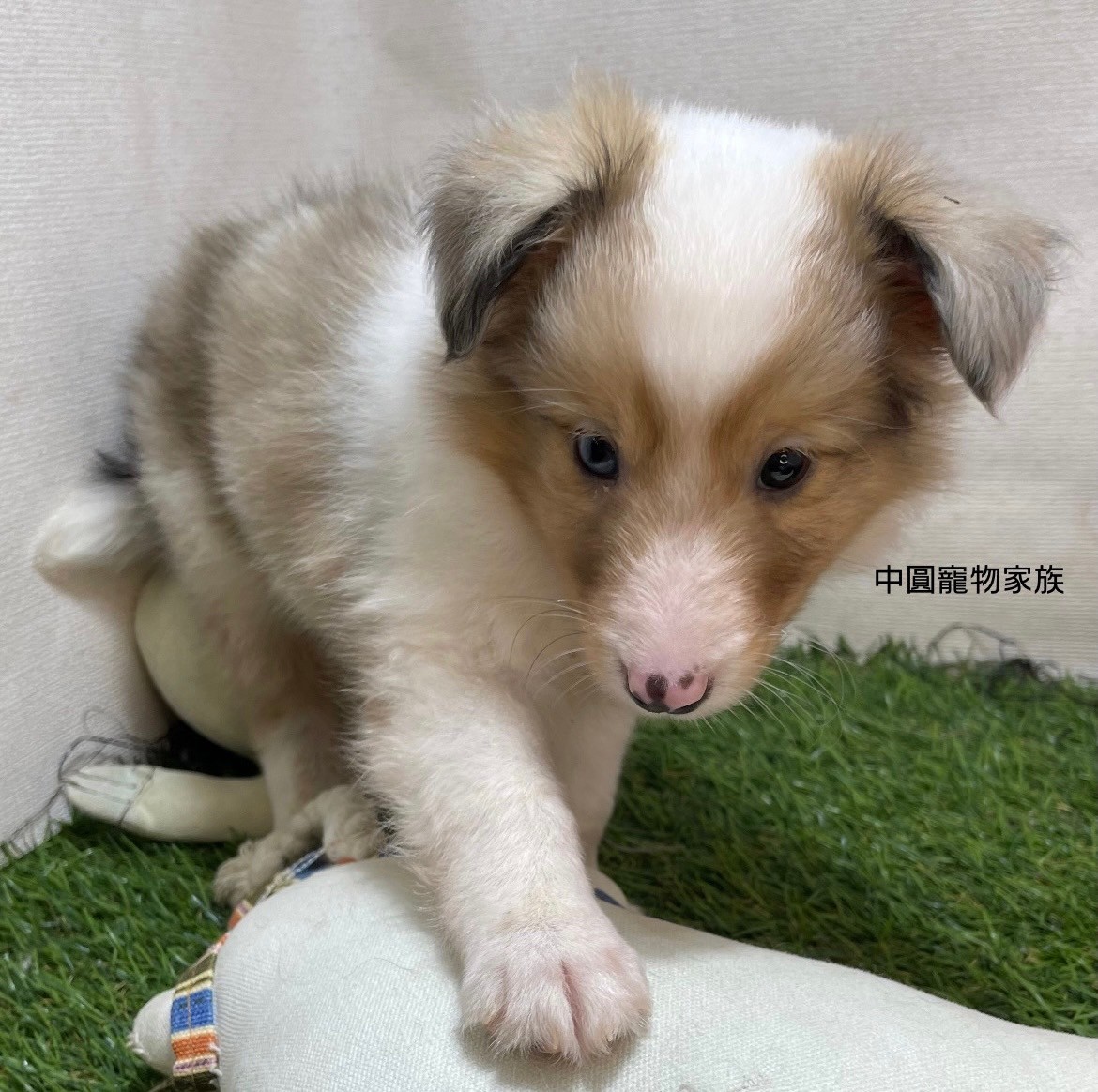 中圓寵物家族／喜樂蒂