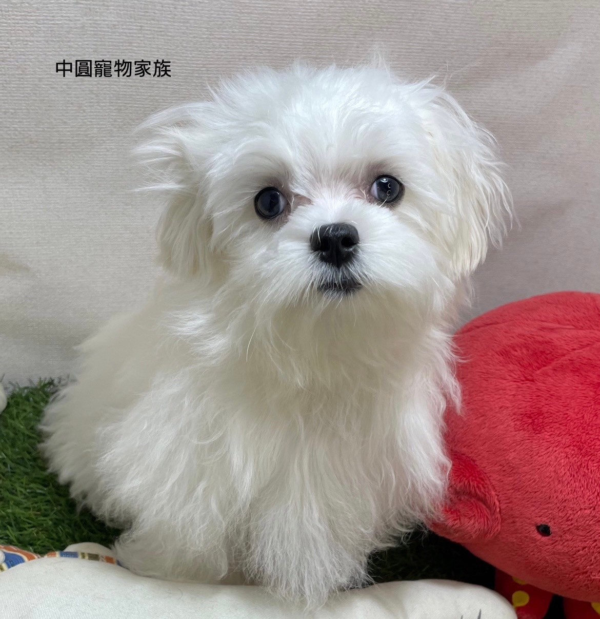 中圓寵物家族／馬爾濟斯