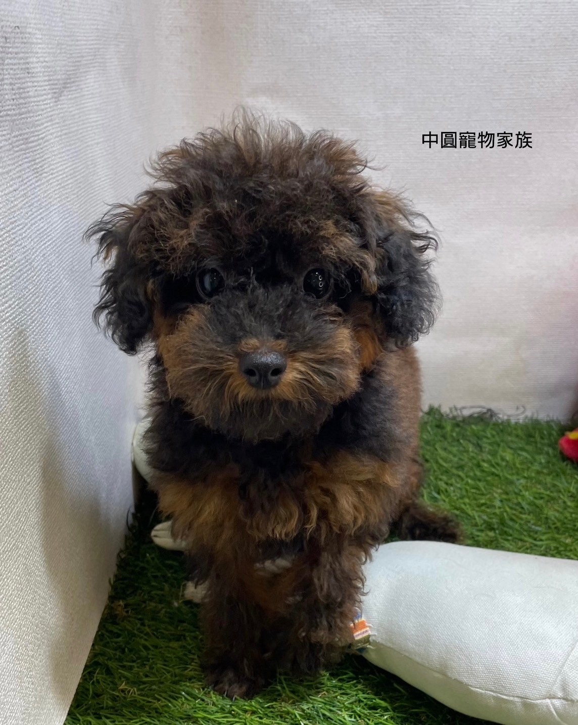 中圓寵物家族／迷你貴賓