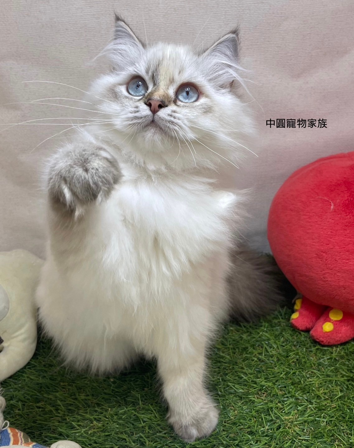 中圓寵物家族／布偶貓