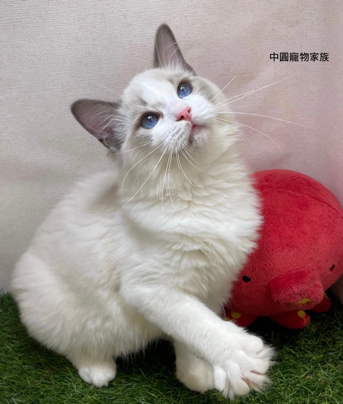 中圓寵物家族／布偶貓