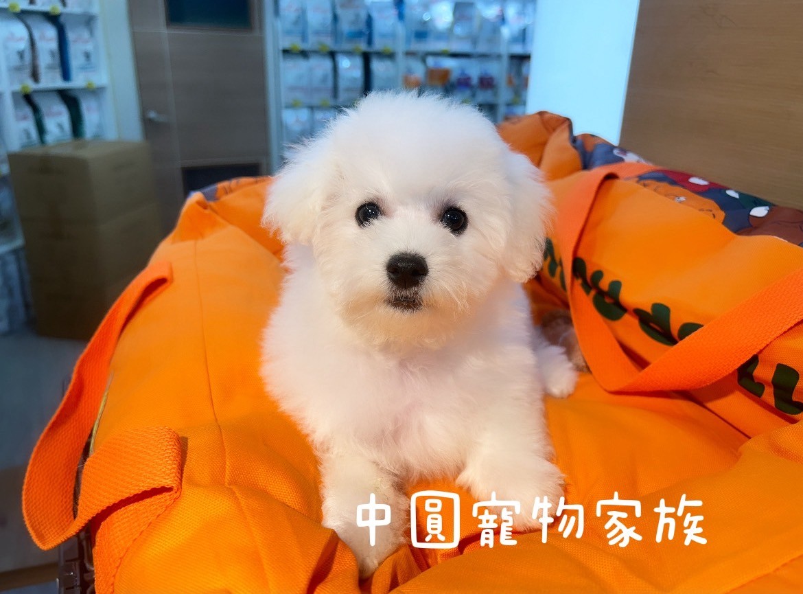 中圓寵物家族／韓式比熊