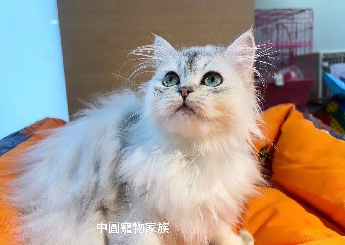 中圓寵物家族／銀漸層英國長毛貓