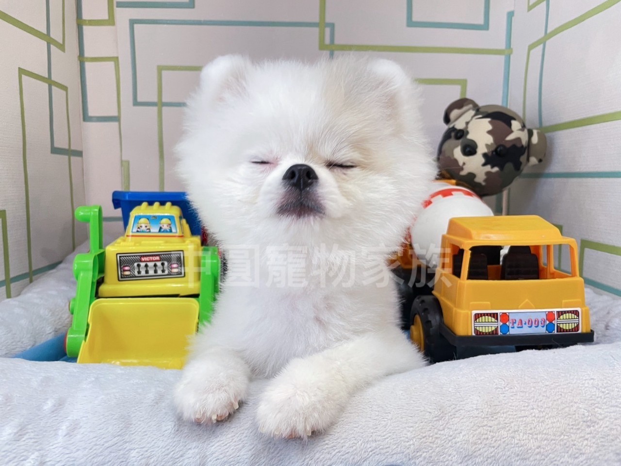 中圓寵物家族／花色博美犬