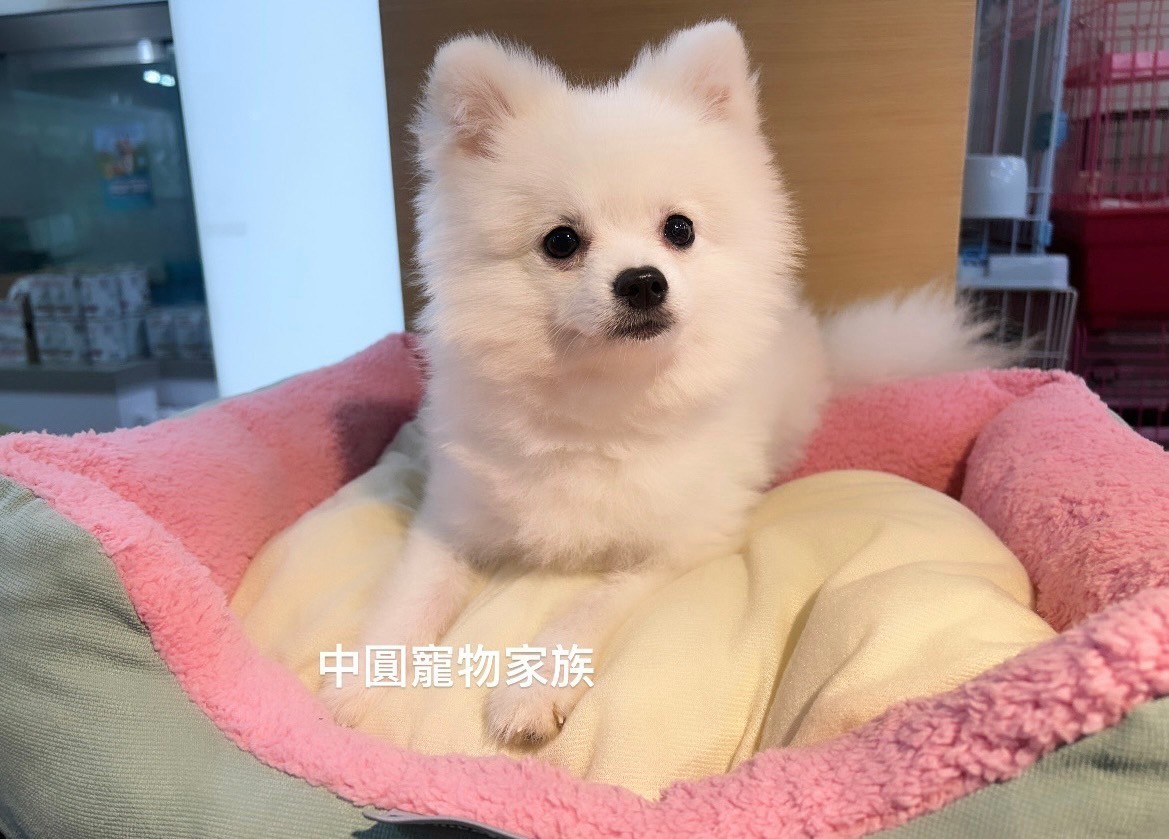 中圓寵物家族／白色博美犬