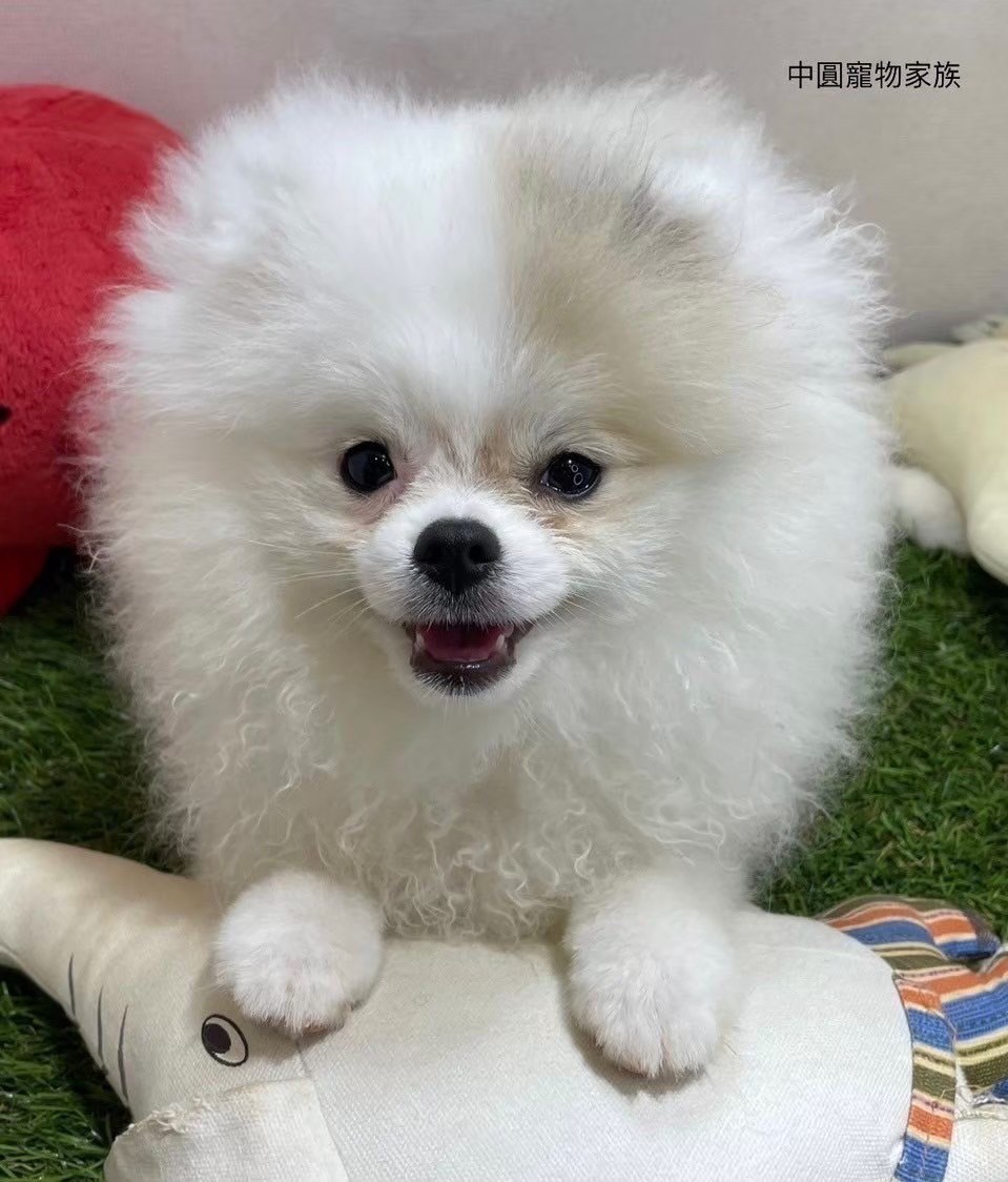 中圓寵物家族／白色博美犬