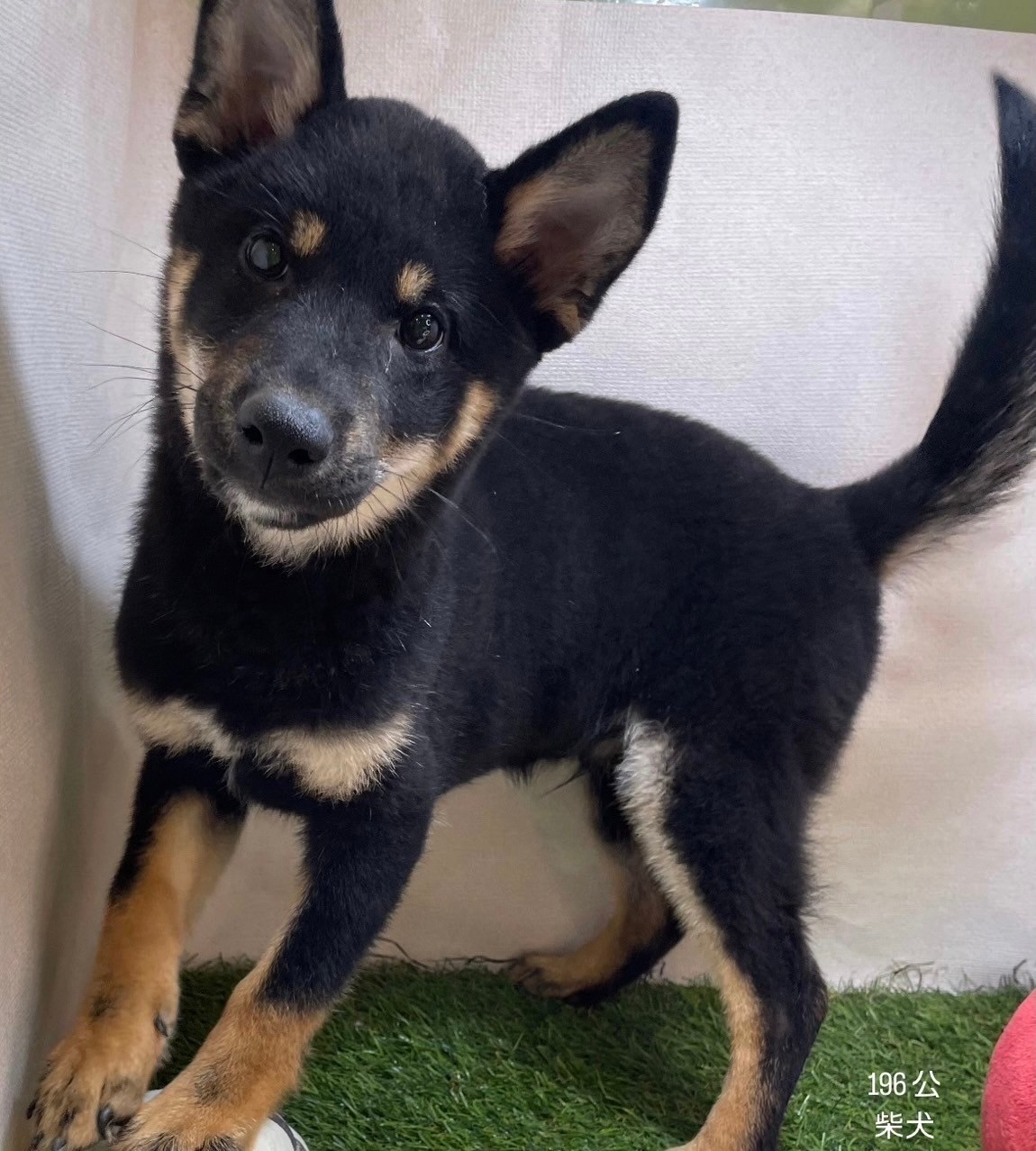 中圓寵物家族／柴犬