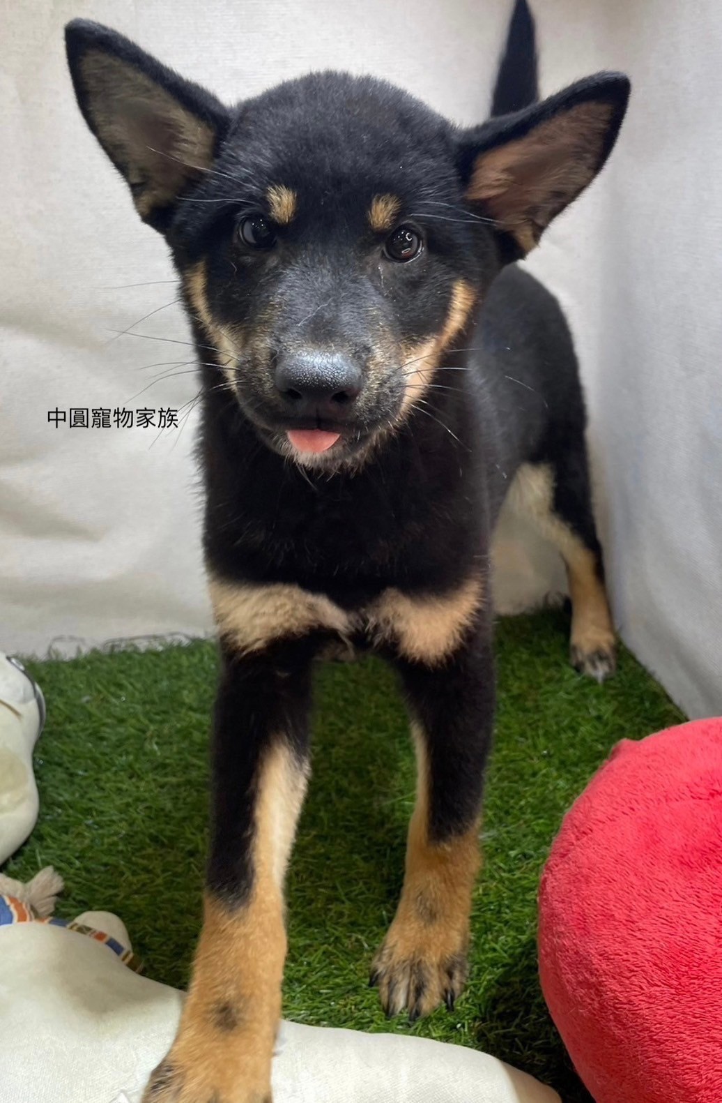 中圓寵物家族／柴犬