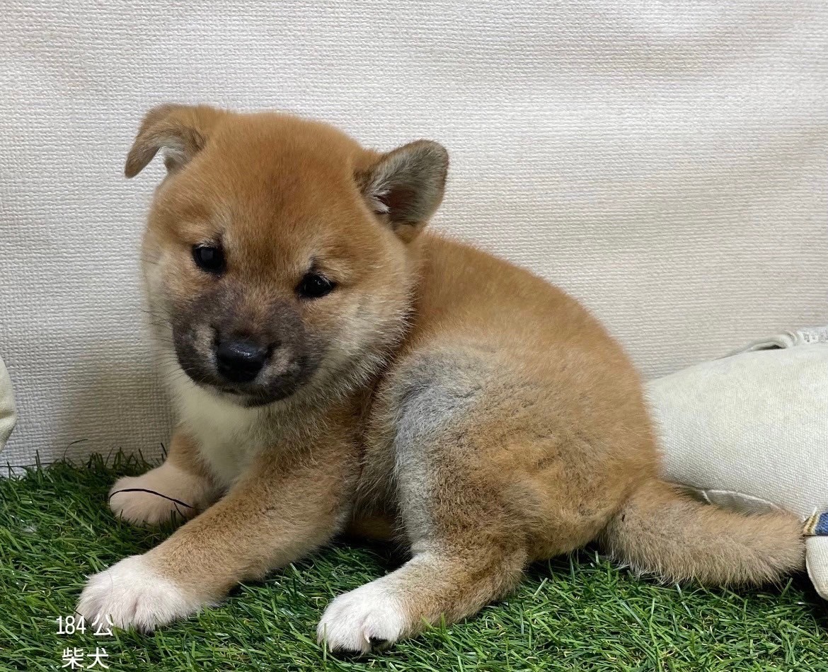 中圓寵物家族／柴犬