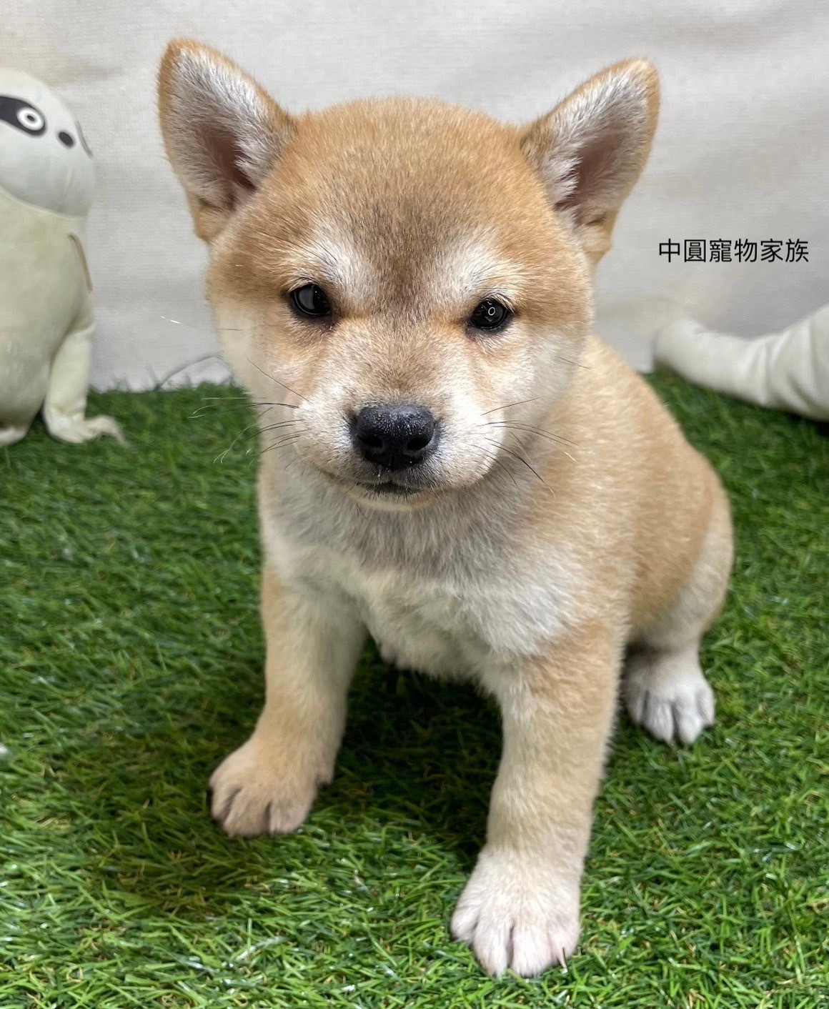 中圓寵物家族／柴犬