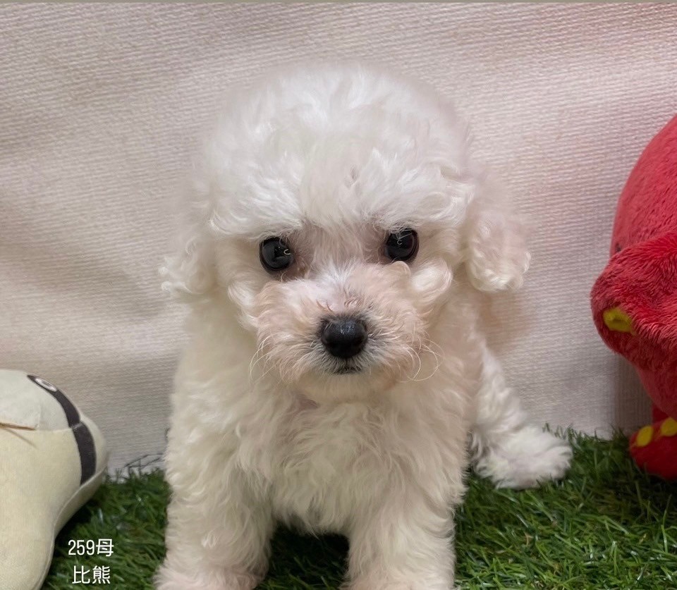 中圓寵物家族／比熊犬