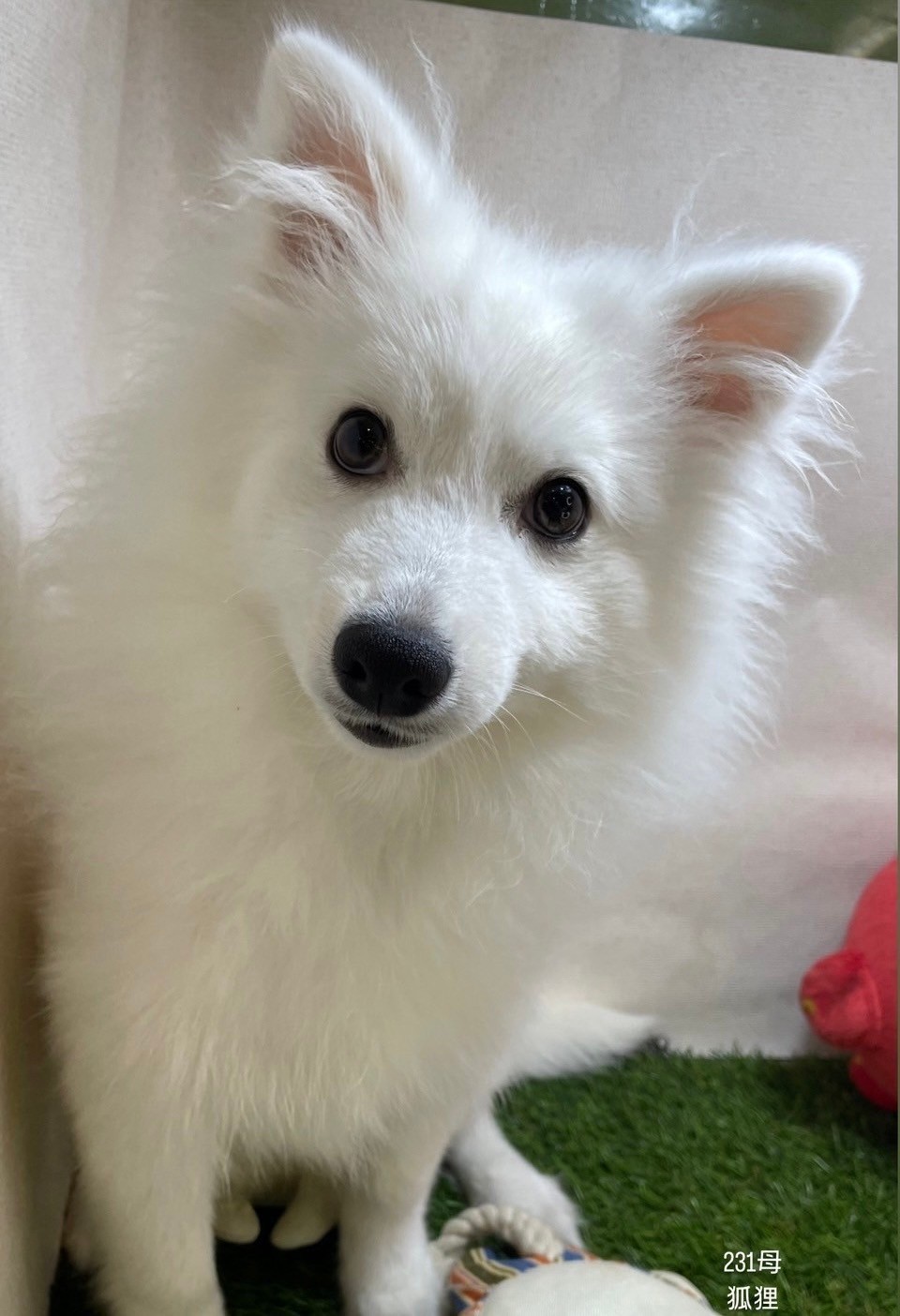 中圓寵物家族／白狐狸犬