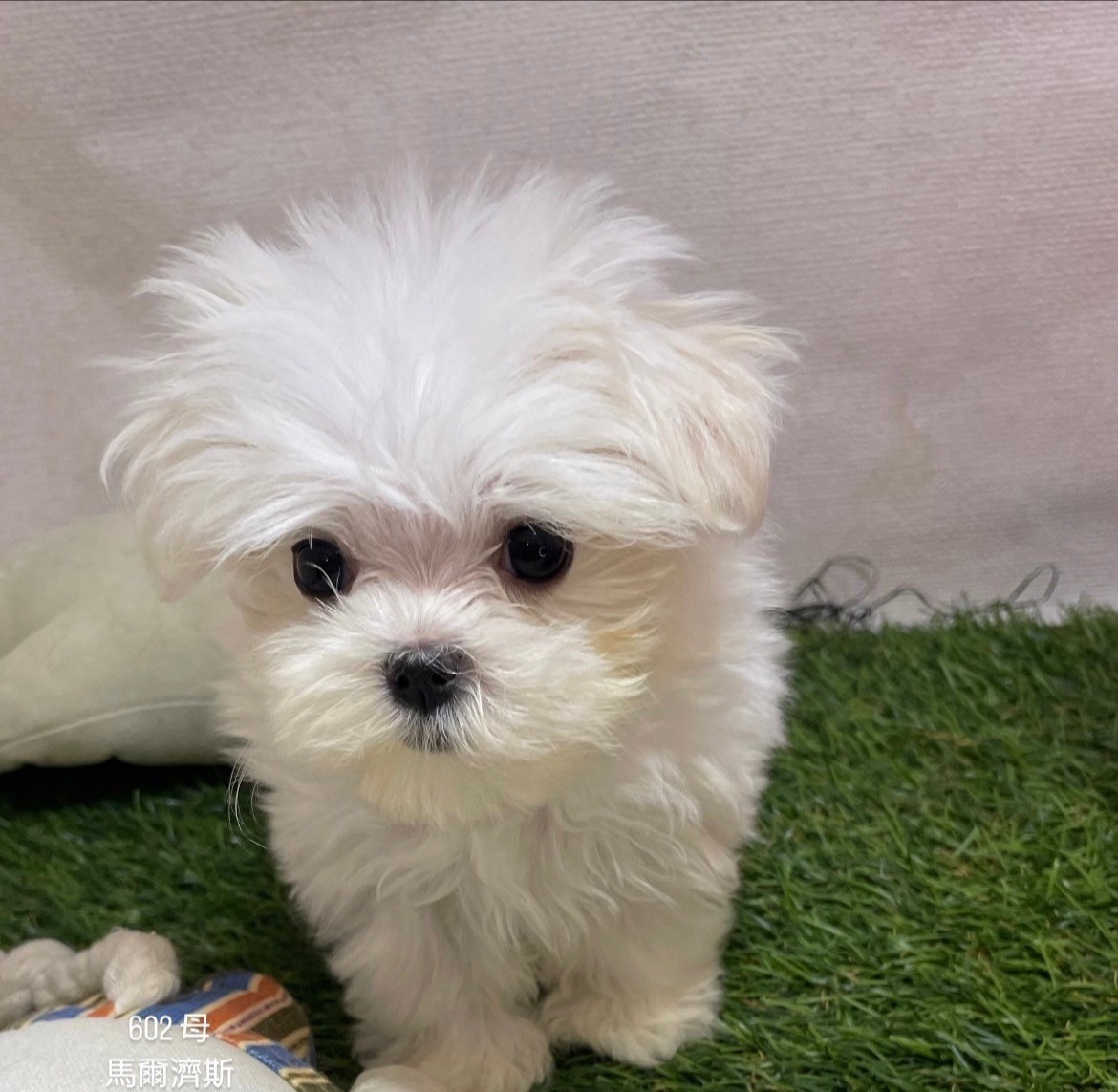 中圓寵物家族／瑪爾濟斯