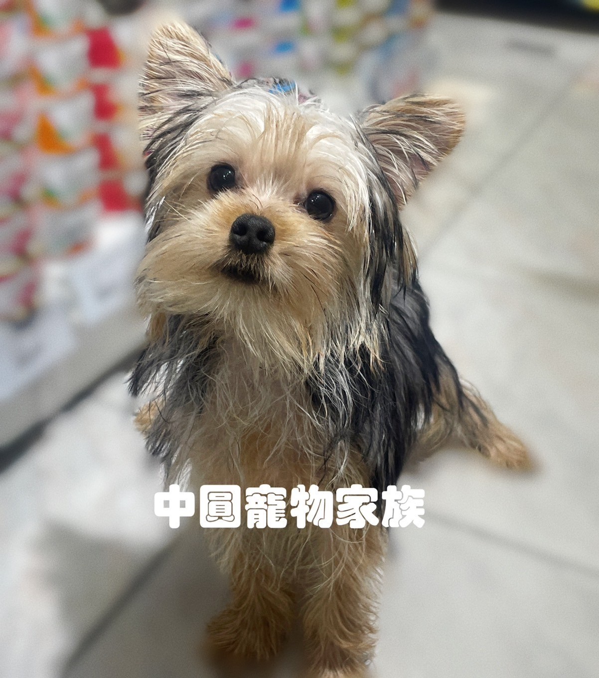 中圓寵物家族／黑金約克夏