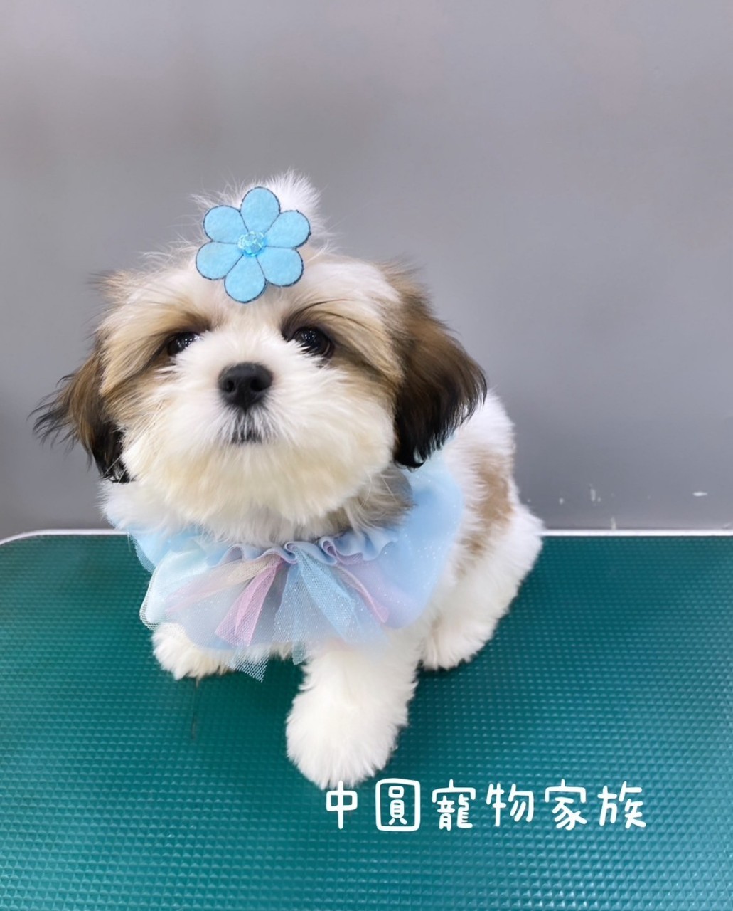 中圓寵物家族／雙色西施