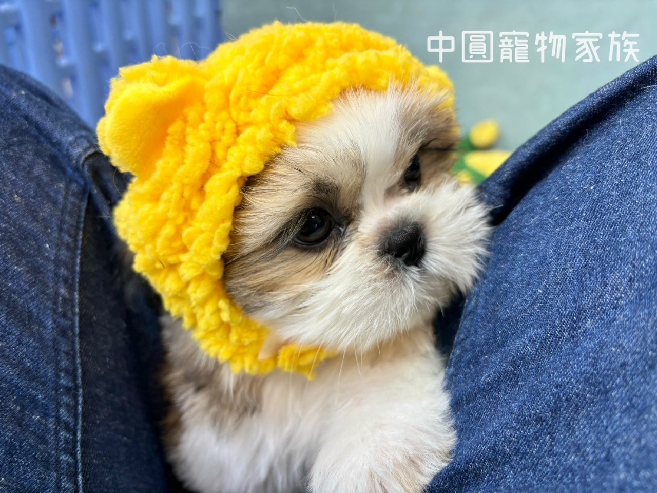 中圓寵物家族／雙色西施