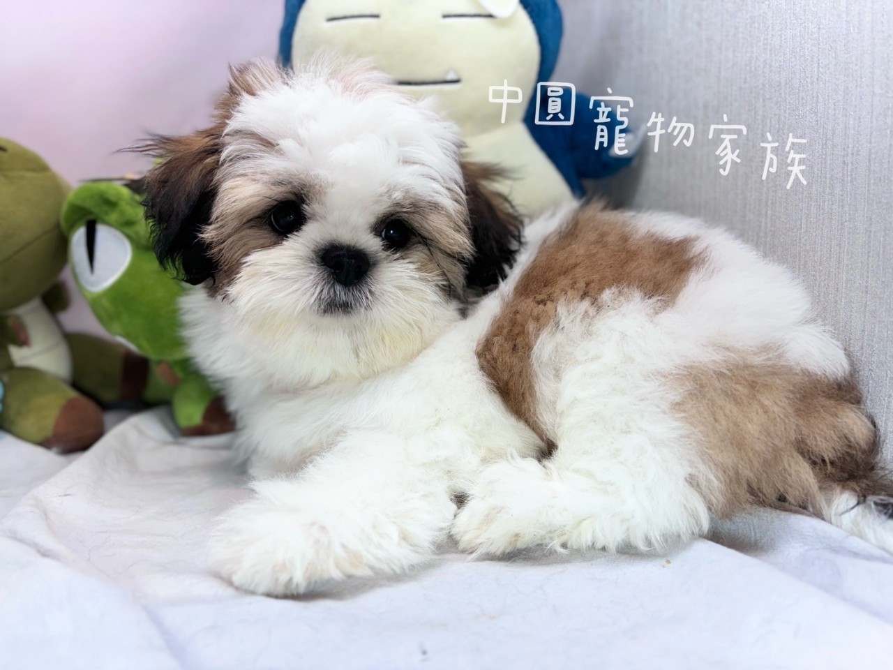 中圓寵物家族／雙色西施