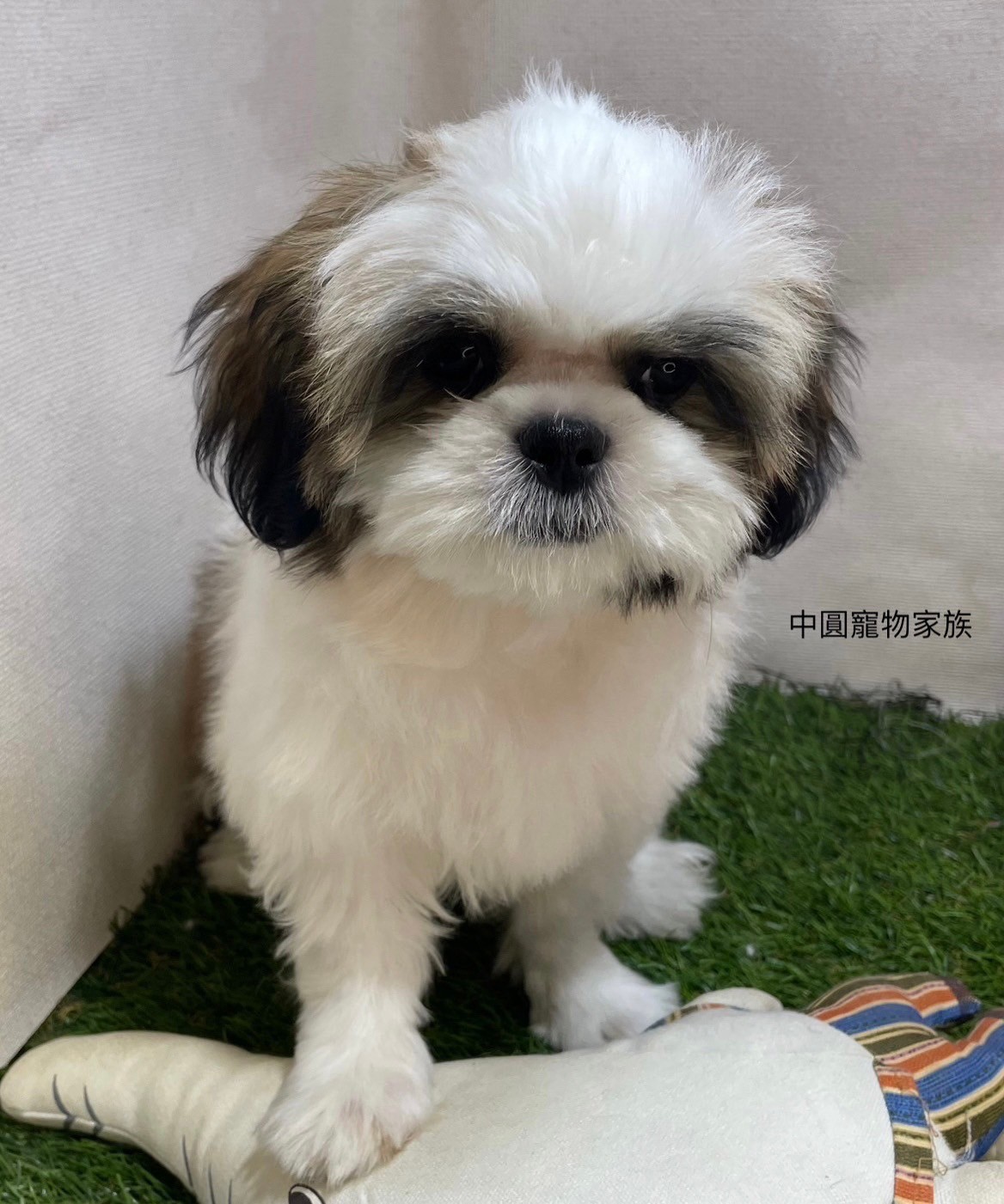 中圓寵物家族／西施犬