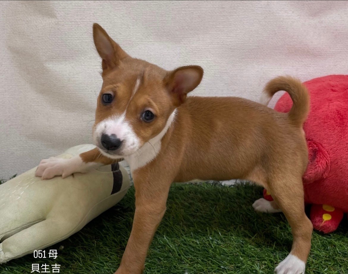 中圓寵物家族／貝生吉犬