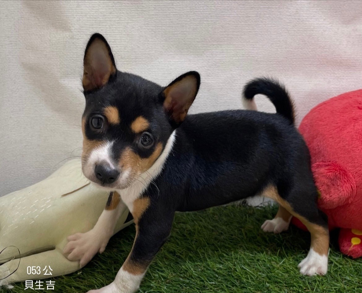 中圓寵物家族／貝生吉犬