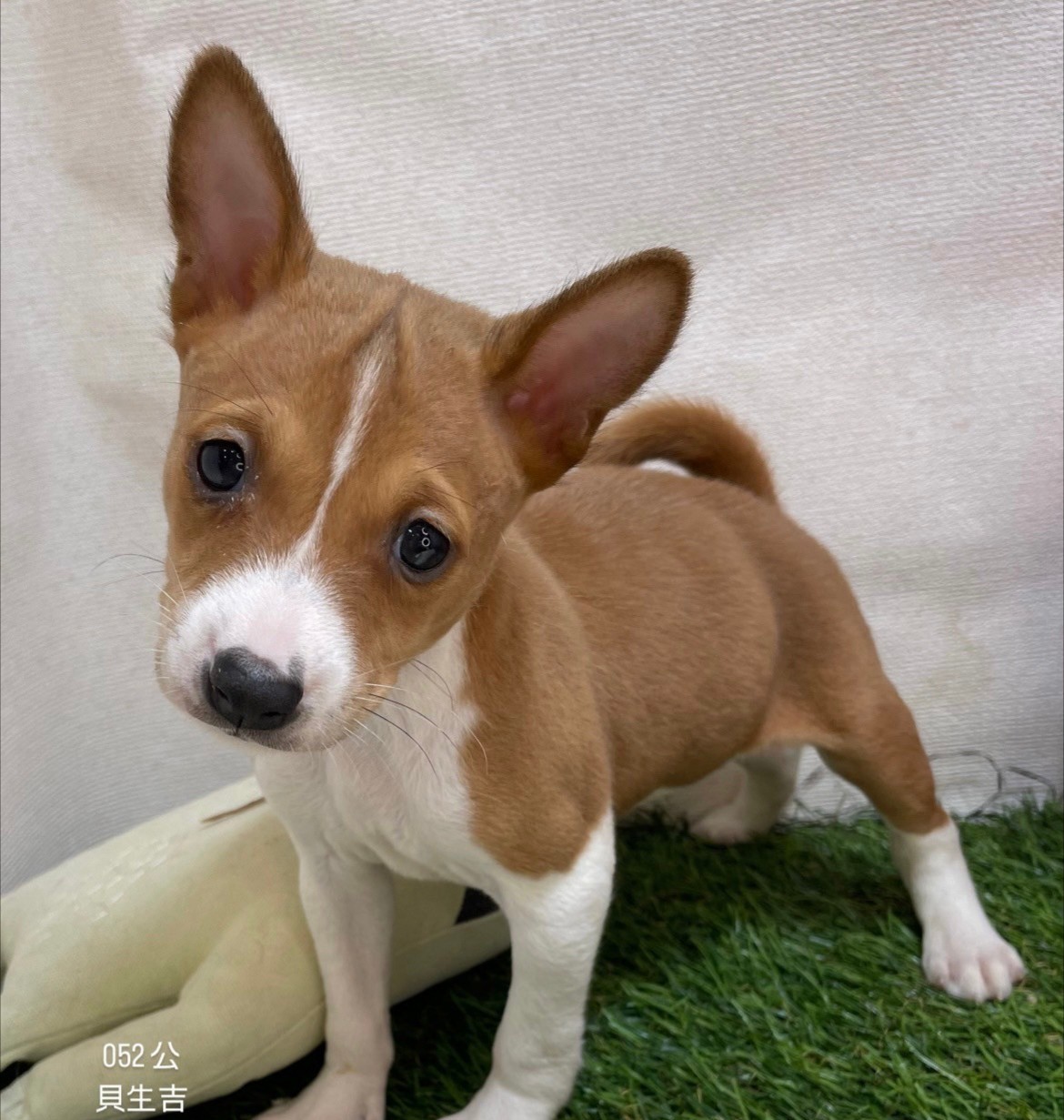 中圓寵物家族／貝生吉犬