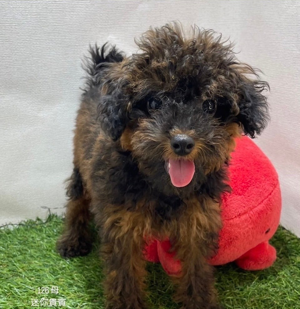 中圓寵物家族／迷你貴賓