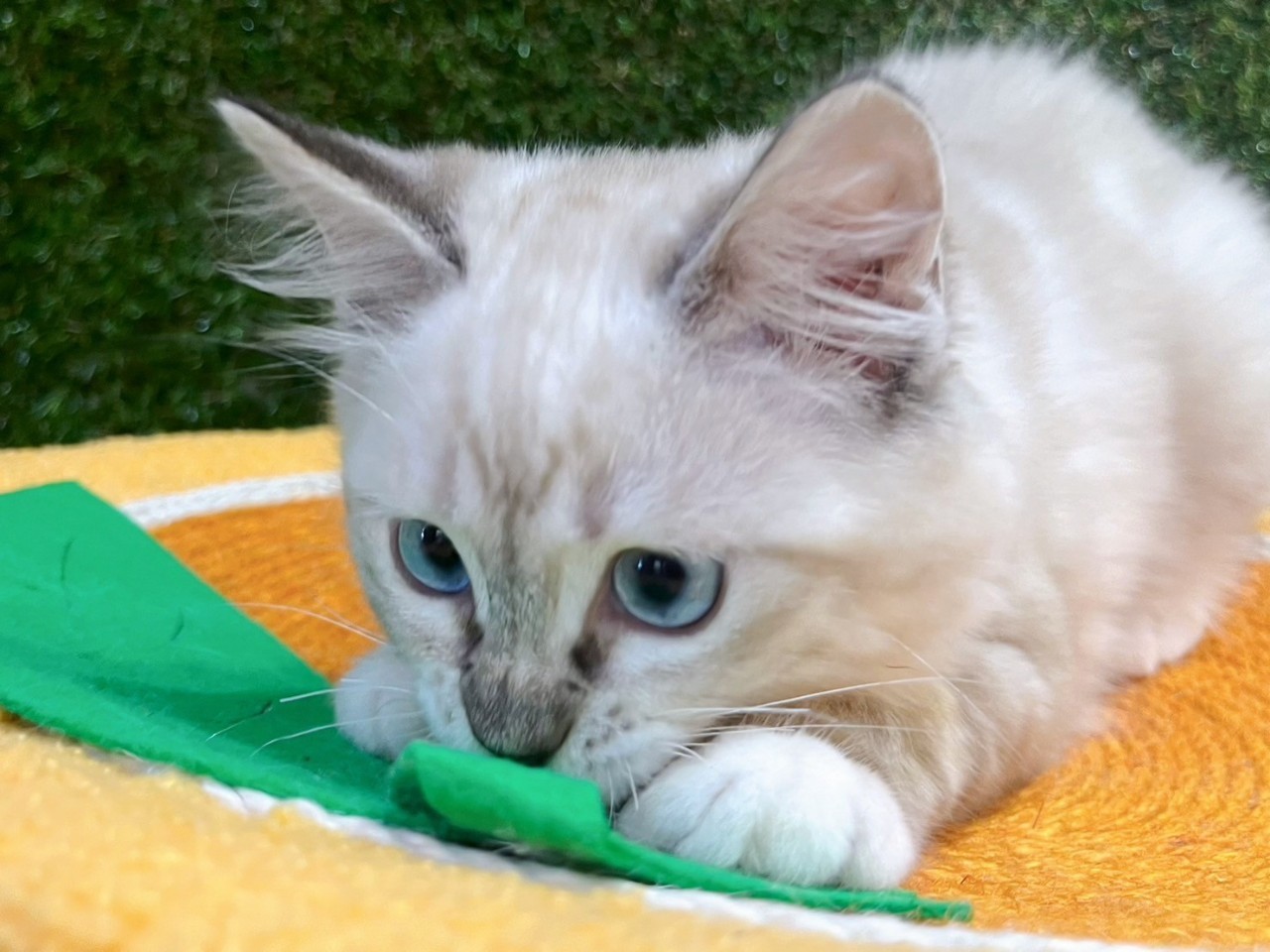 中圓寵物家族／山貓紋布偶貓