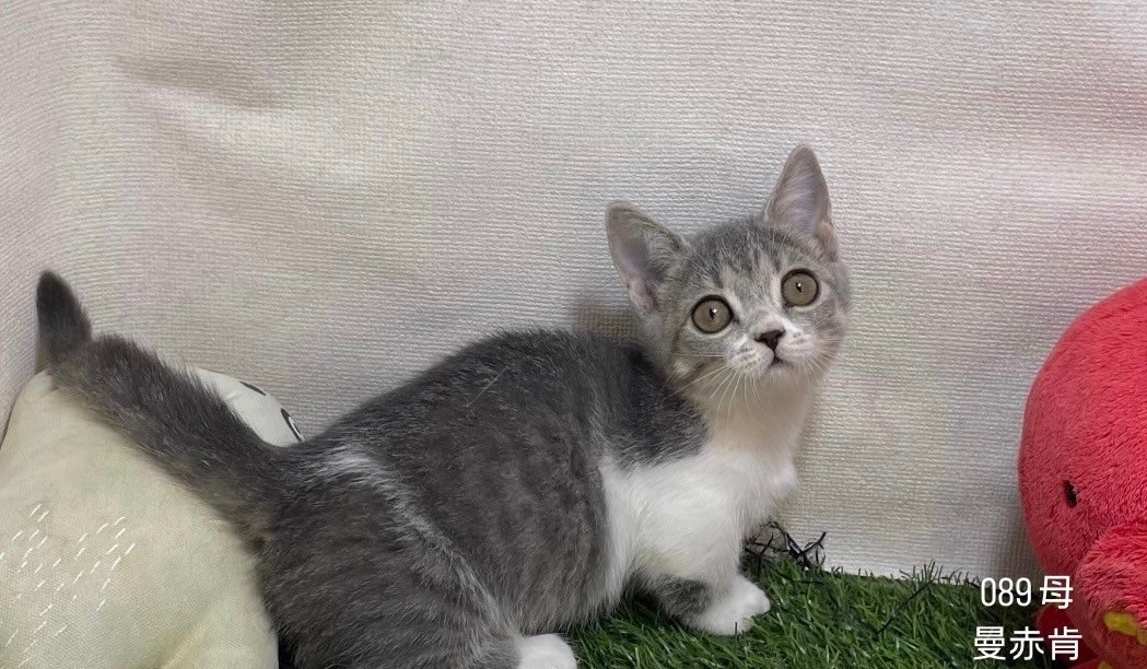 中圓寵物家族／曼赤肯