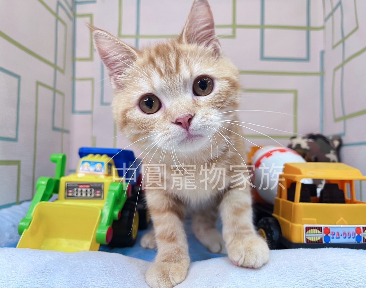 中圓寵物家族／橘紋美國短毛貓