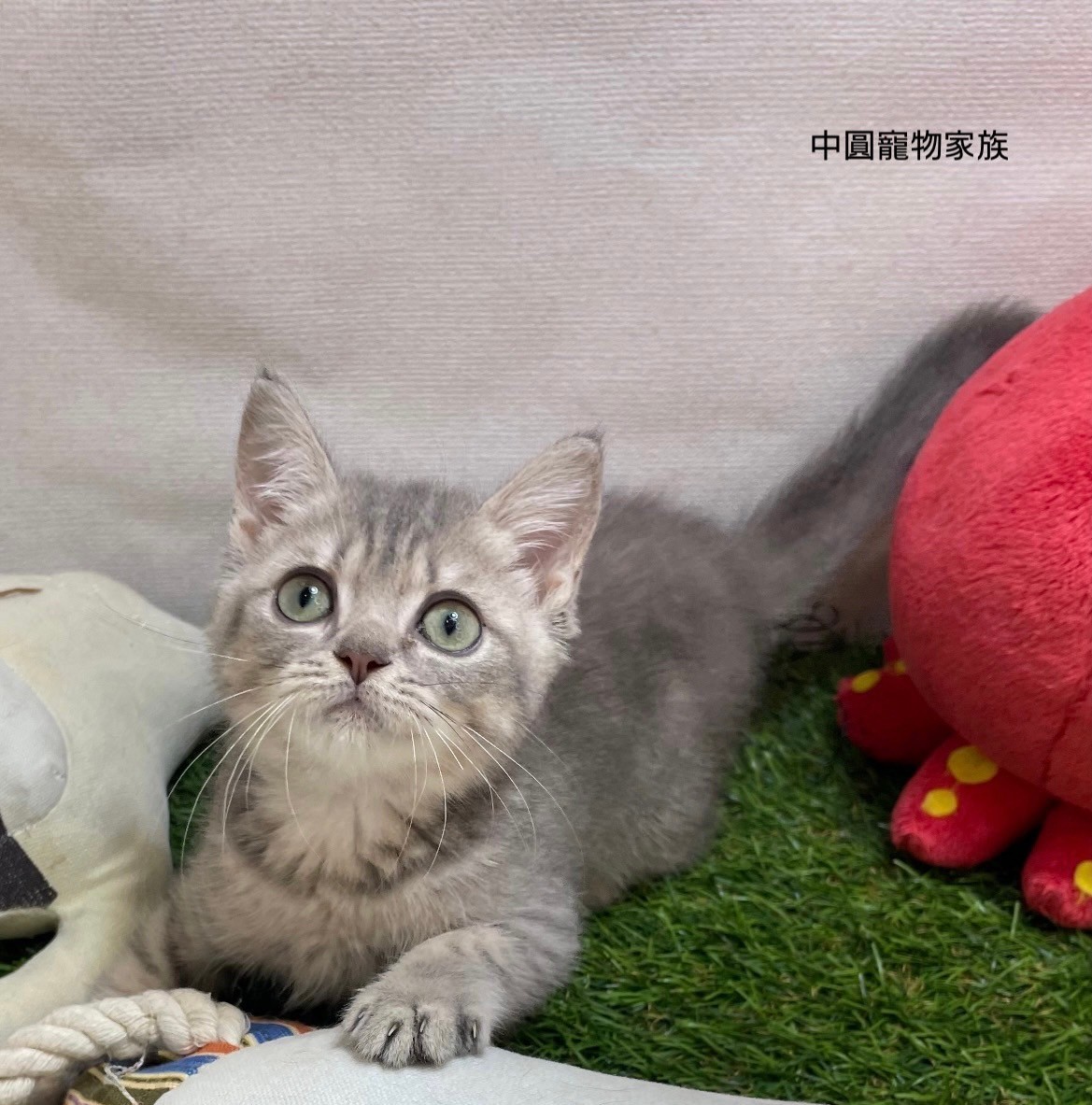 中圓寵物家族／美國短毛貓