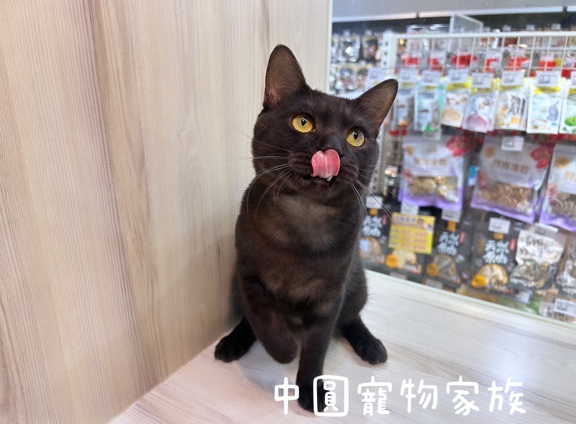 中圓寵物家族／煙燻美國短毛貓