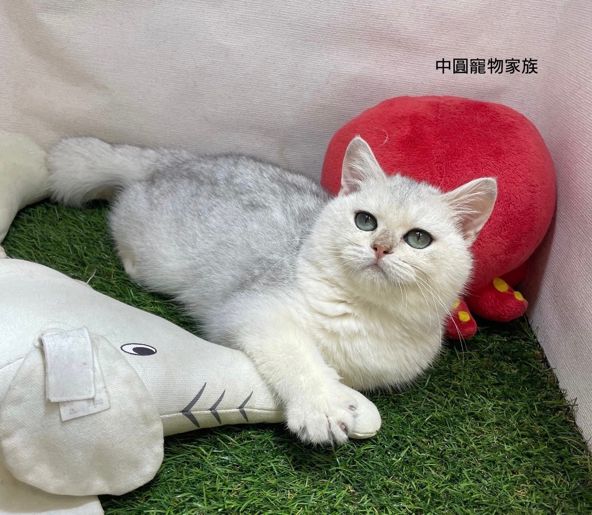 中圓寵物家族／英國短毛貓
