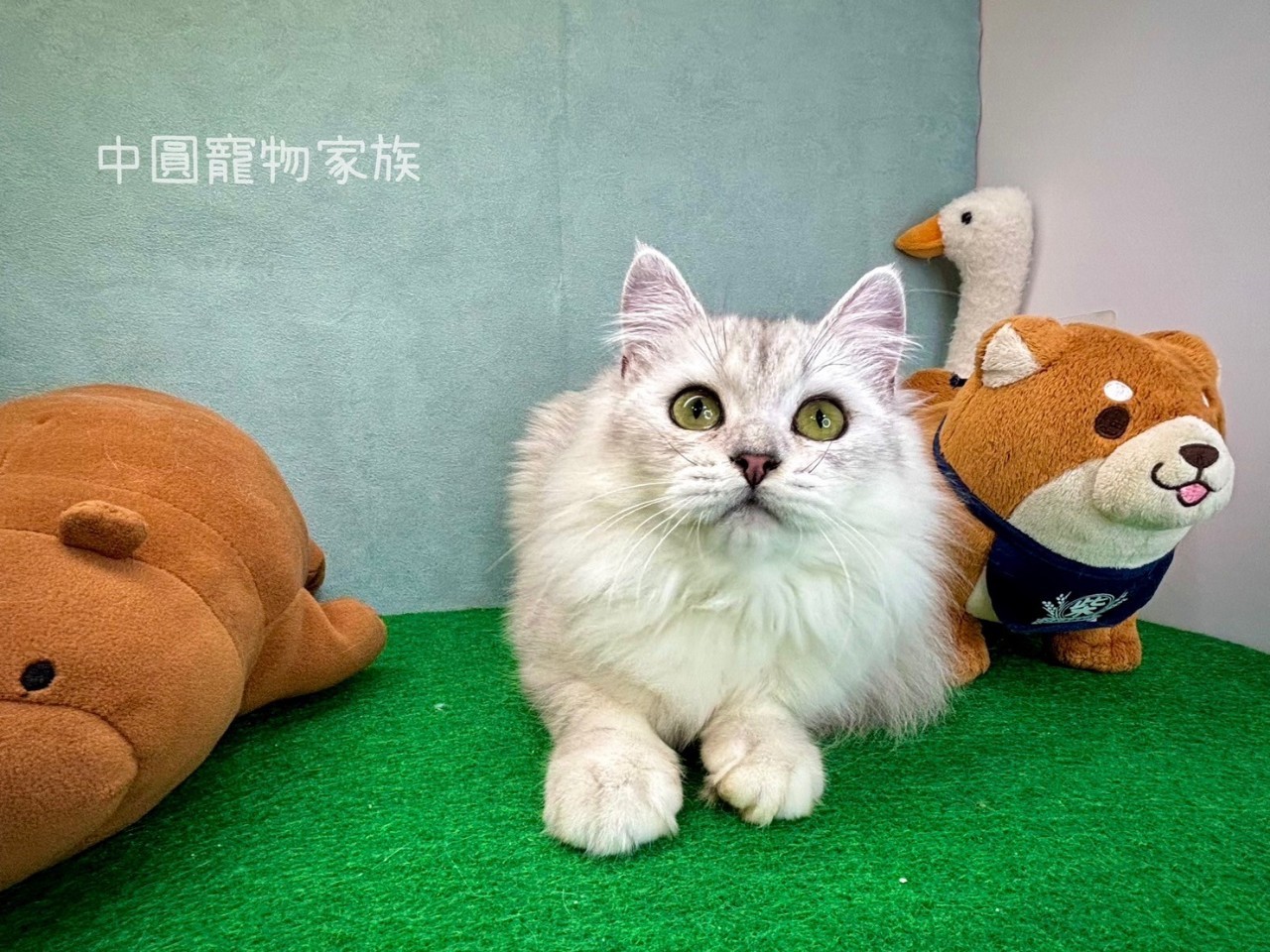 中圓寵物家族／銀漸層英國長毛貓