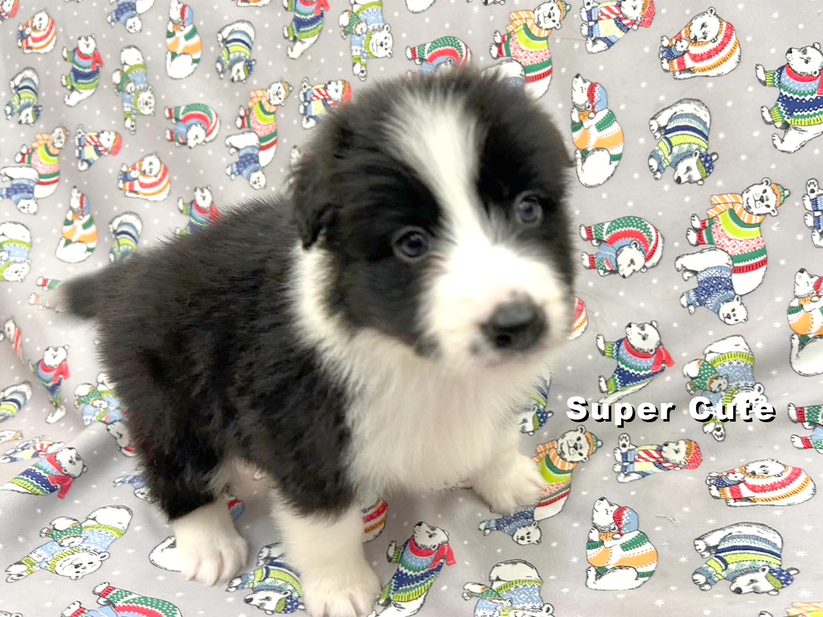 超可愛名犬社／邊境牧羊犬