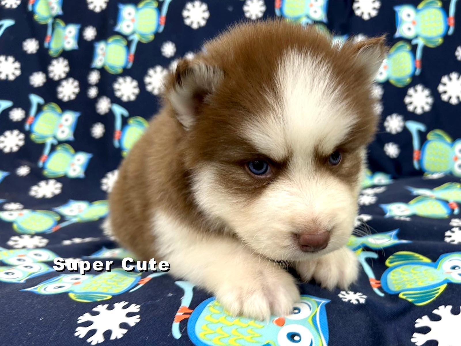 超可愛名犬社／長毛哈士奇