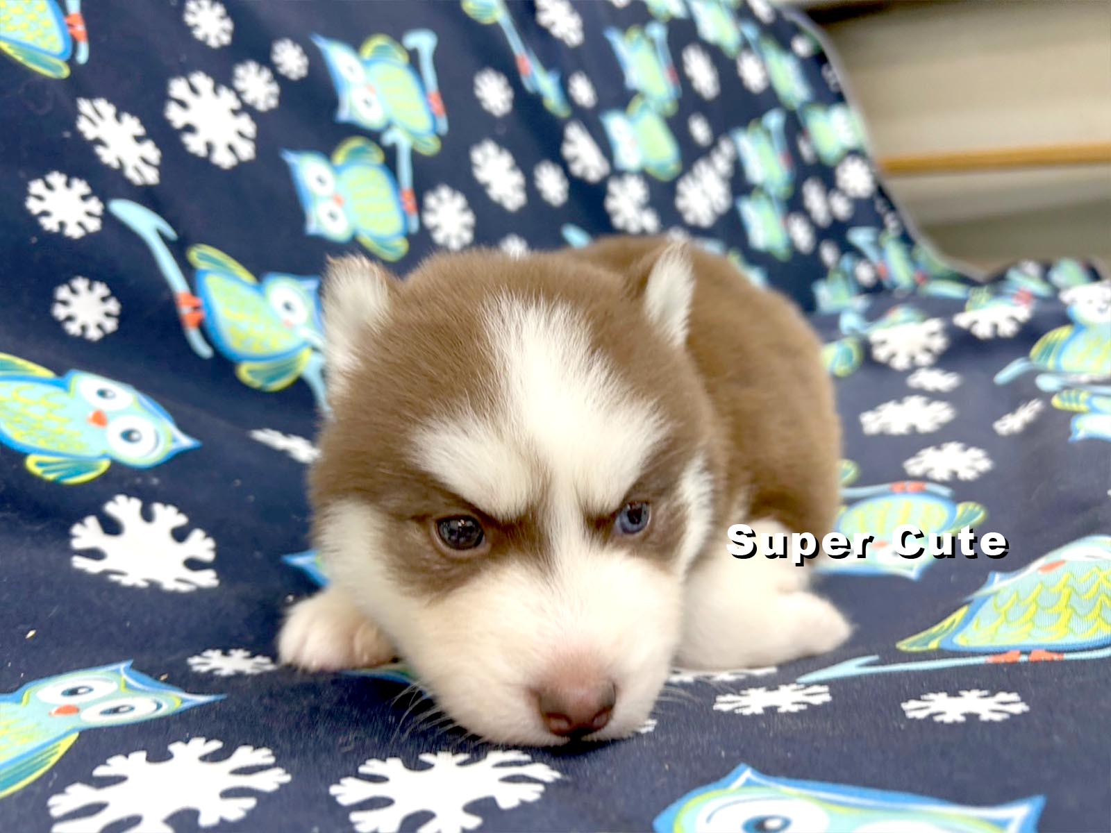 超可愛名犬社／長毛哈士奇