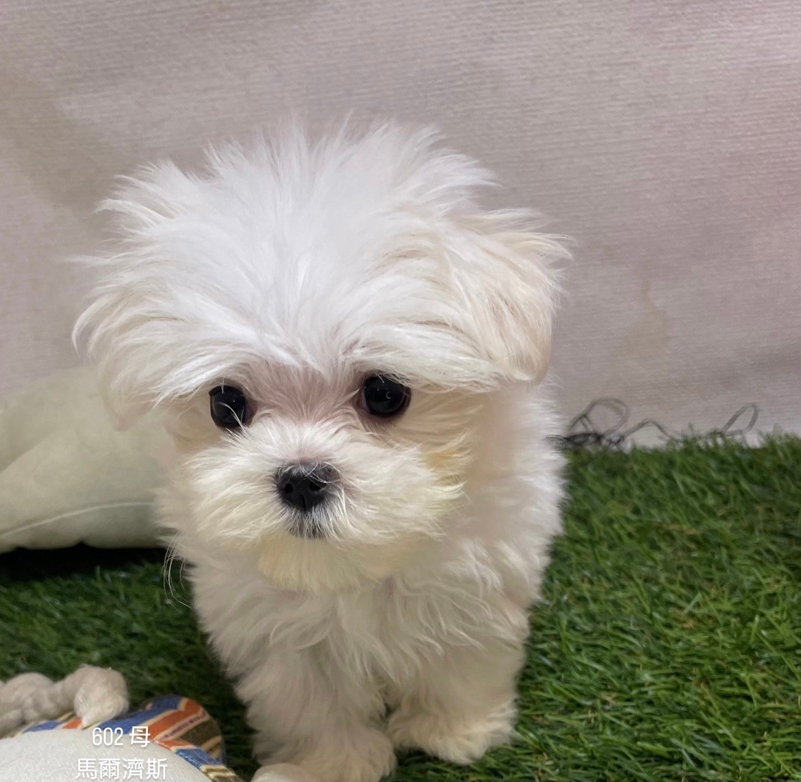 中圓寵物家族／馬爾濟斯