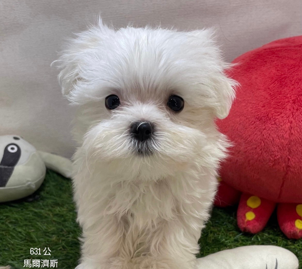 中圓寵物家族／馬爾濟斯