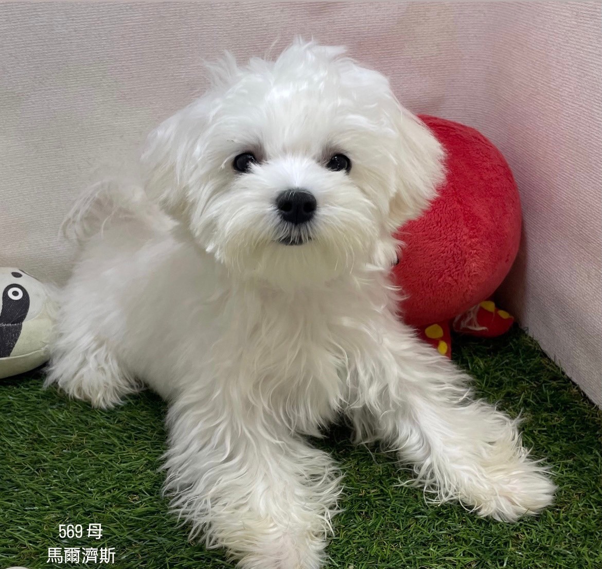 中圓寵物家族／馬爾濟斯