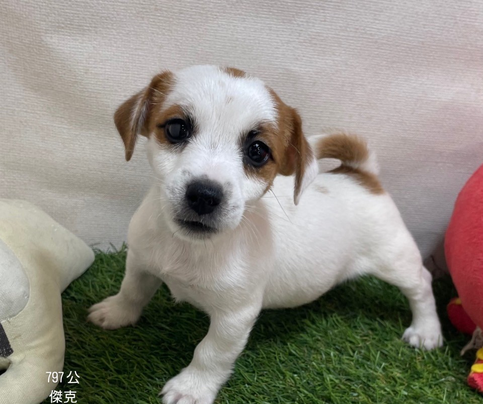 中圓寵物家族／傑克羅素