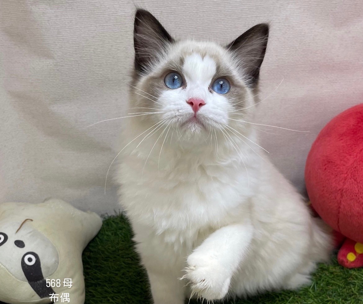 中圓寵物家族／布偶貓