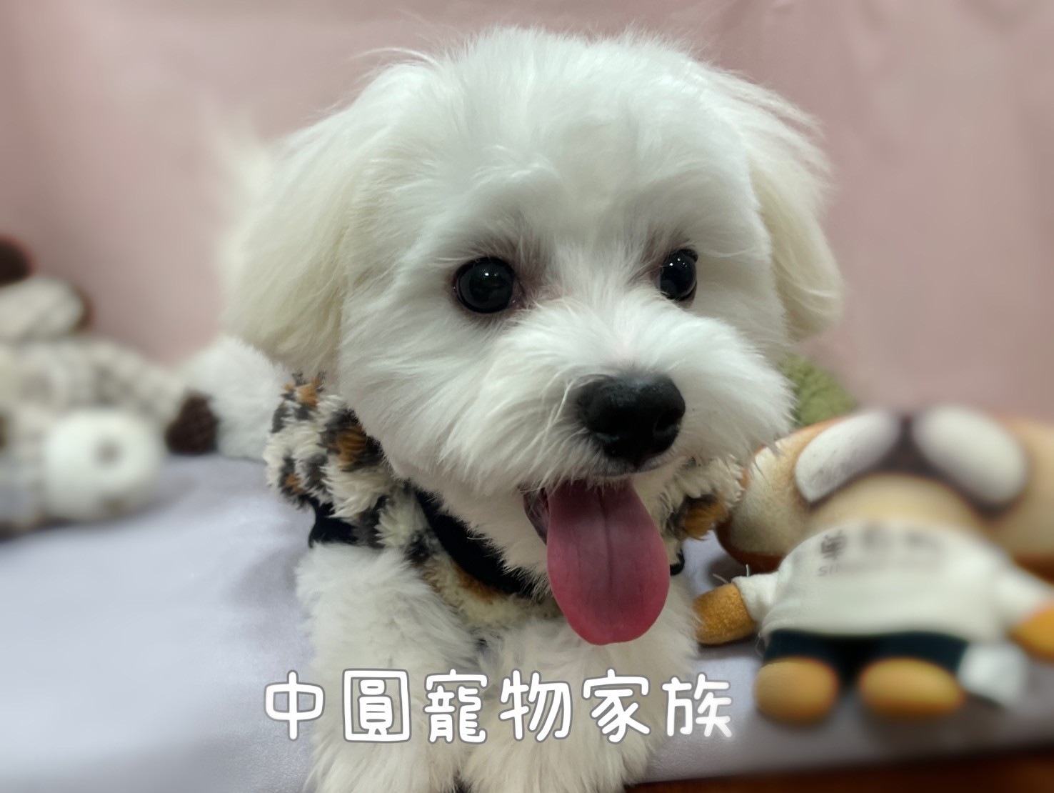 中圓寵物家族／馬爾濟斯